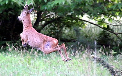 Plouer Sous Bois